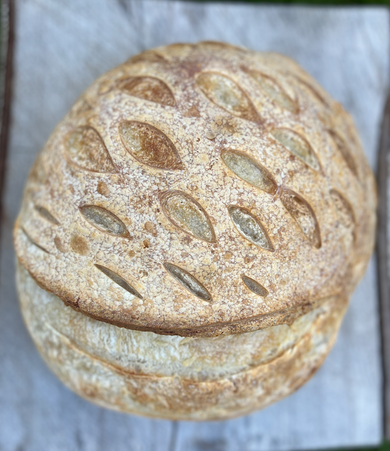 Artisan Dehydrated Sourdough Starter